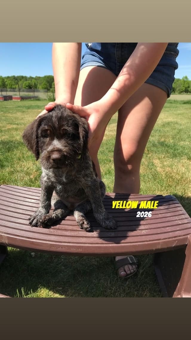 German Wirehaired Pointer Puppies media 5