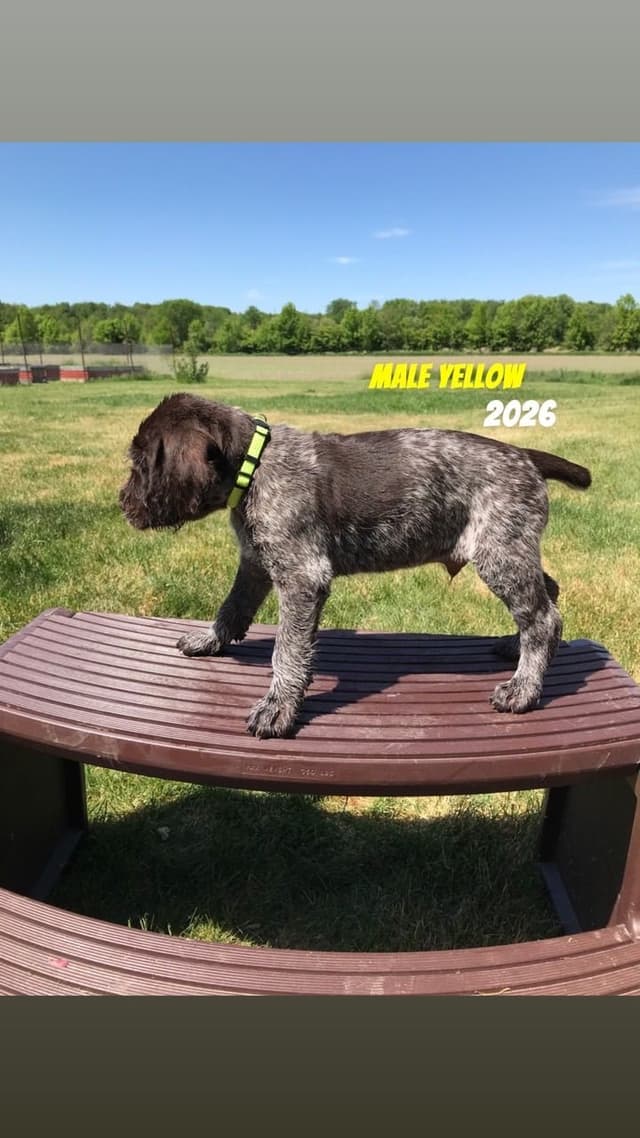German Wirehaired Pointer Puppies media 6