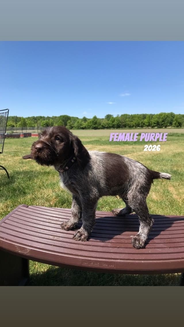 German Wirehaired Pointer Puppies media 3