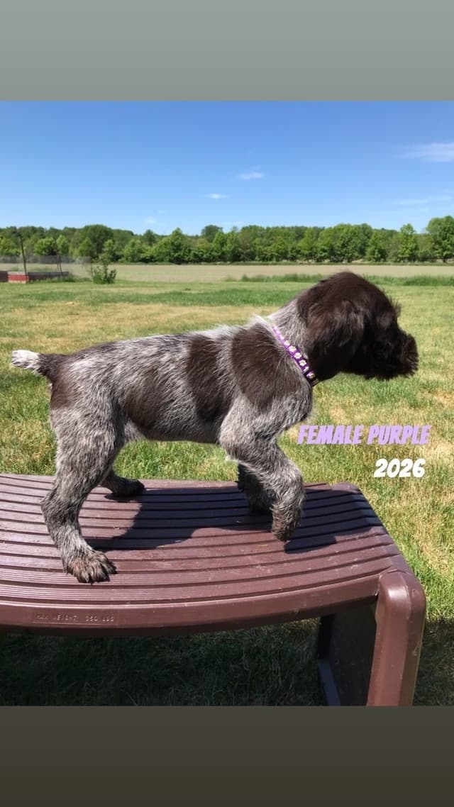 German Wirehaired Pointer Puppies media 4