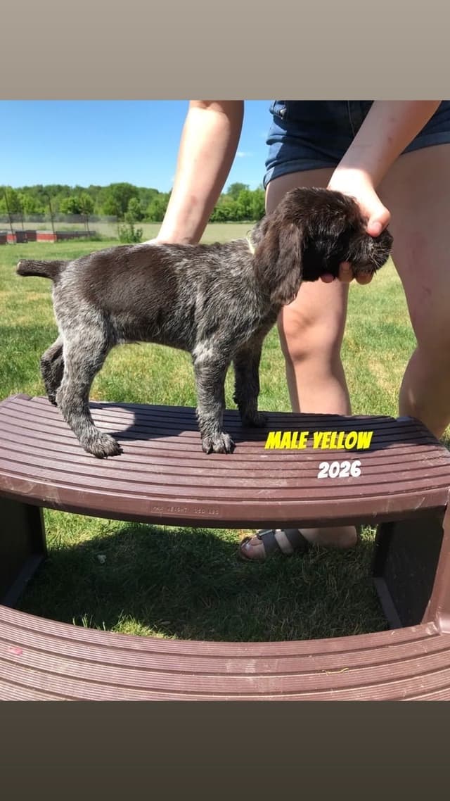 German Wirehaired Pointer Puppies media 7