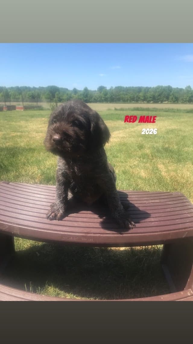 German Wirehaired Pointer Puppies media 9