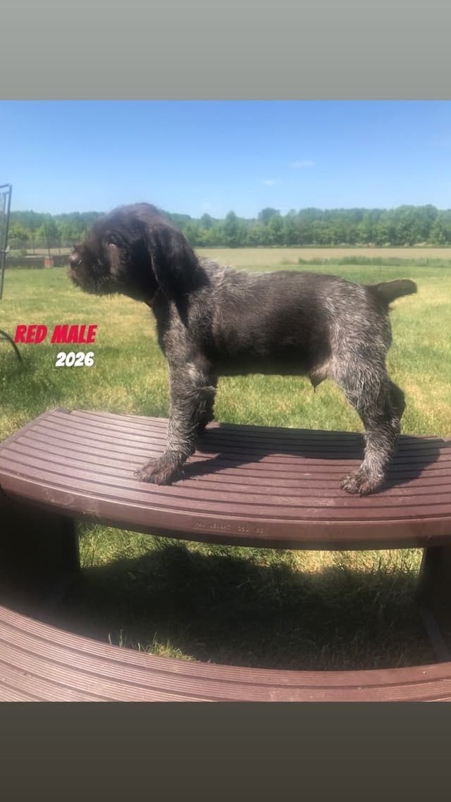 German Wirehaired Pointer Puppies media 8