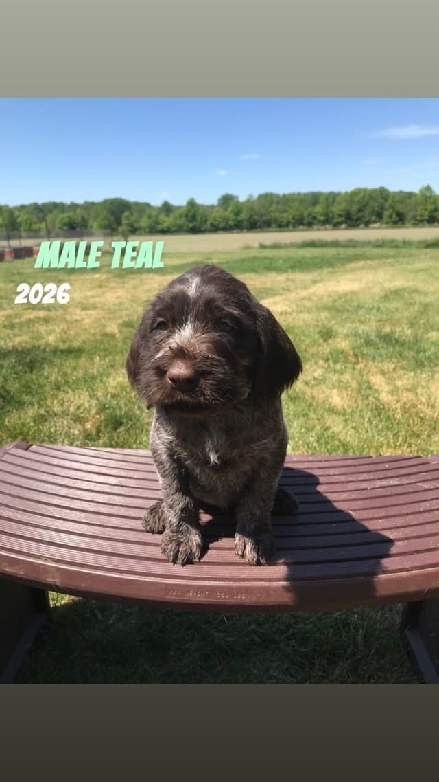 German Wirehaired Pointer Puppies media 15