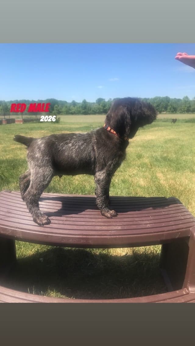 German Wirehaired Pointer Puppies media 10