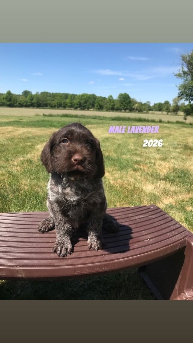 German Wirehaired Pointer Puppies media 11