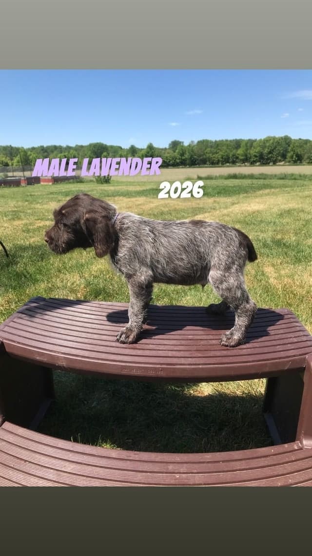 German Wirehaired Pointer Puppies media 12