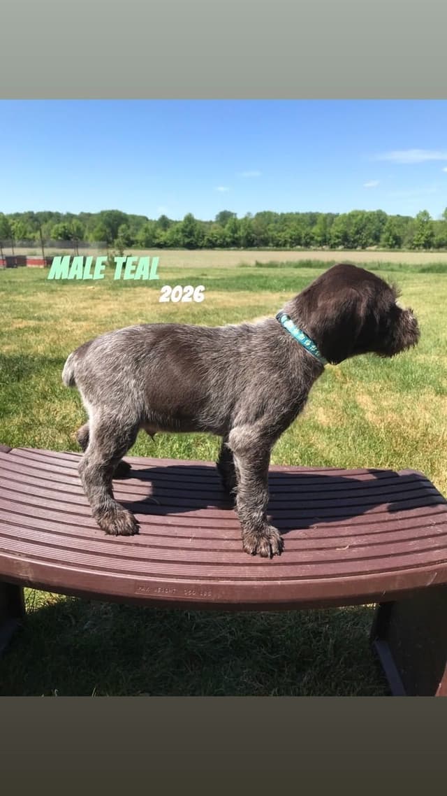 German Wirehaired Pointer Puppies media 16