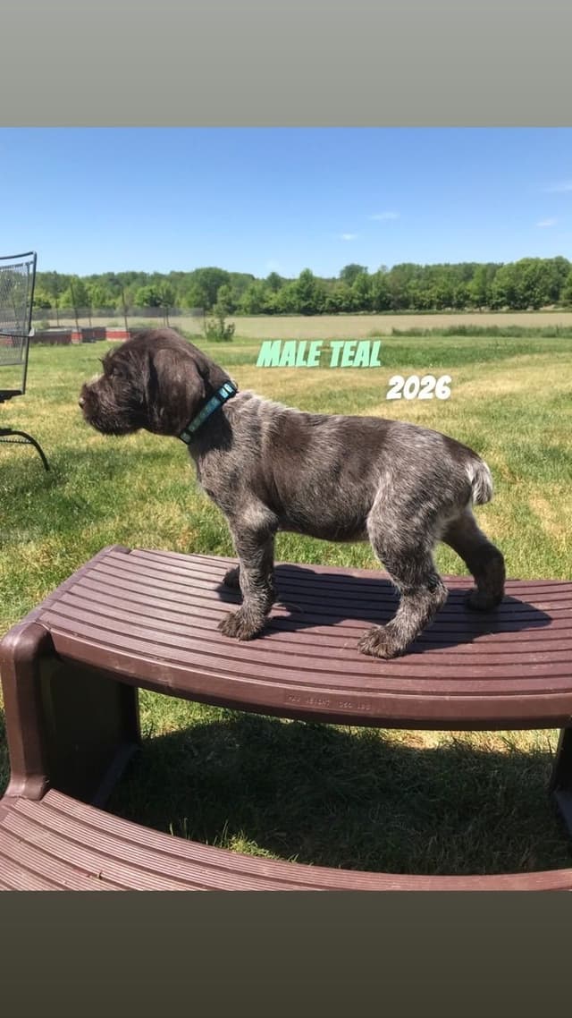 German Wirehaired Pointer Puppies media 14