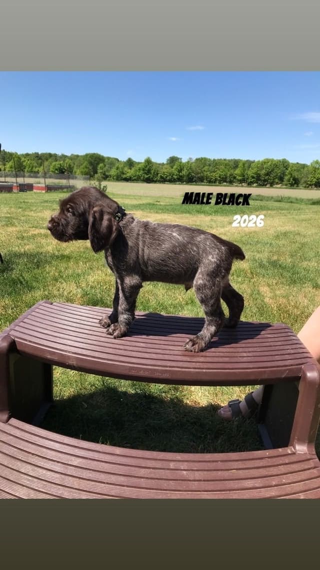 German Wirehaired Pointer Puppies media 17