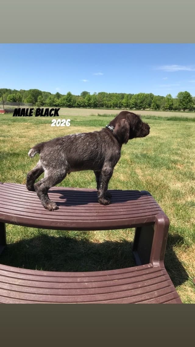 German Wirehaired Pointer Puppies media 18