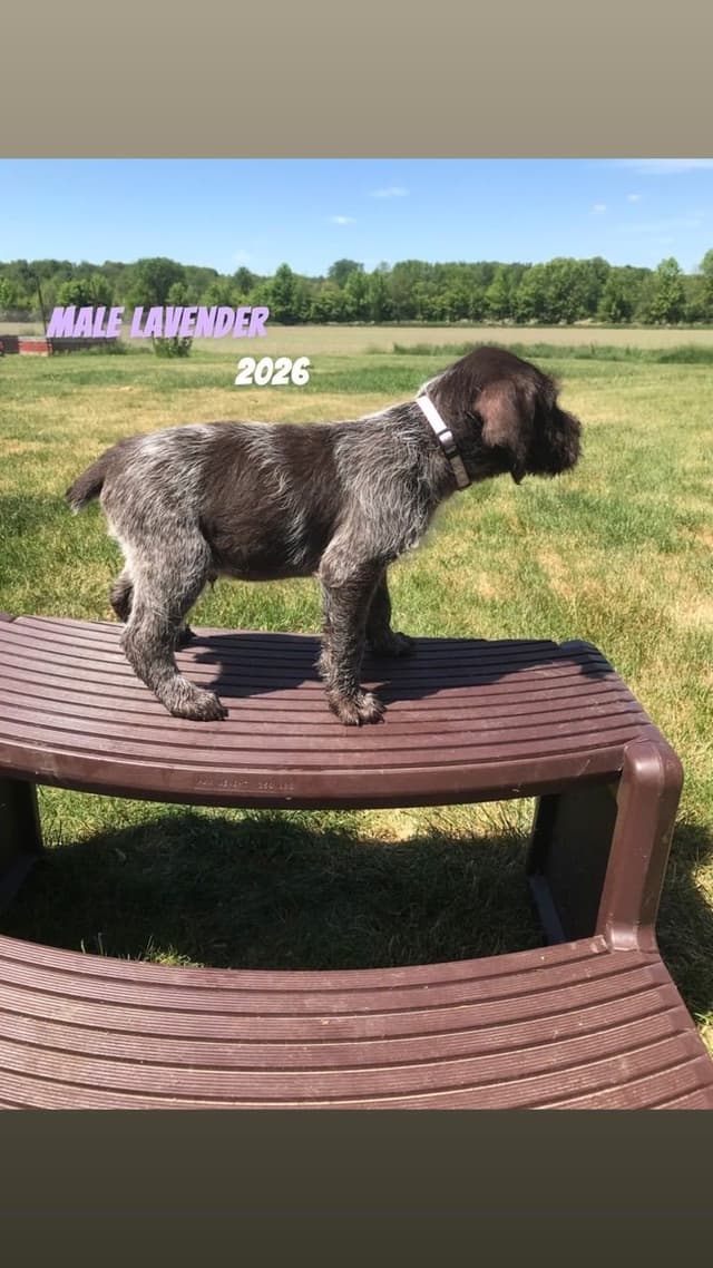 German Wirehaired Pointer Puppies media 13