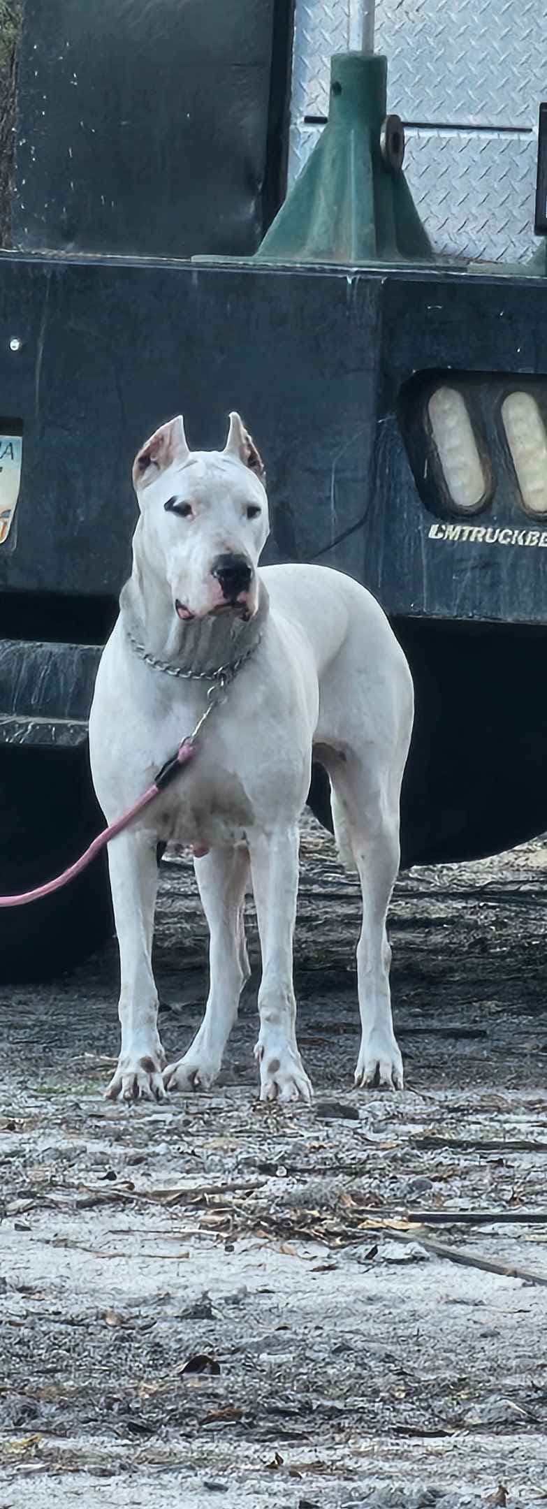 Dogo Argentino Puppies breeder image 3