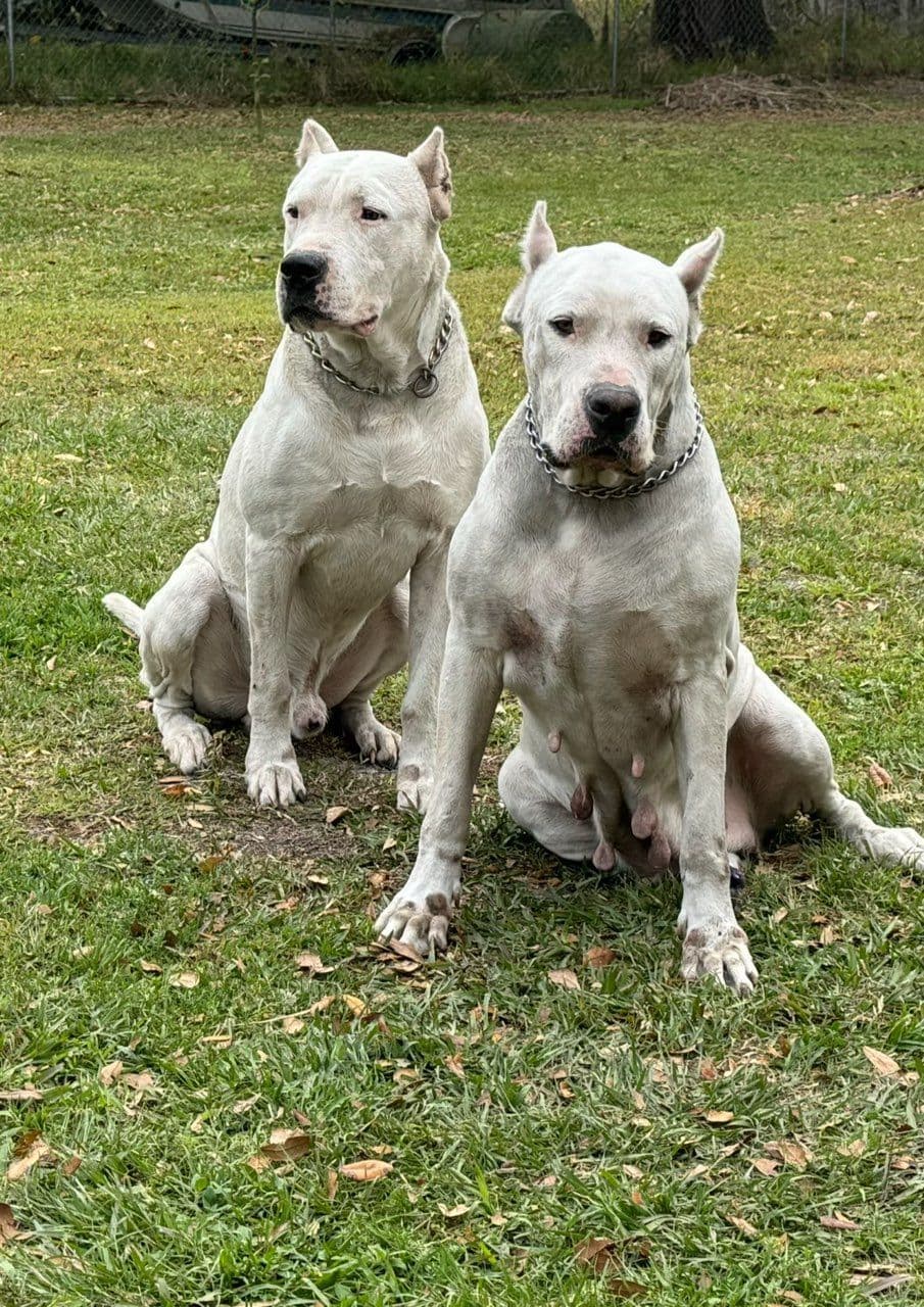 Dogo Argentino Puppies breeder image 4