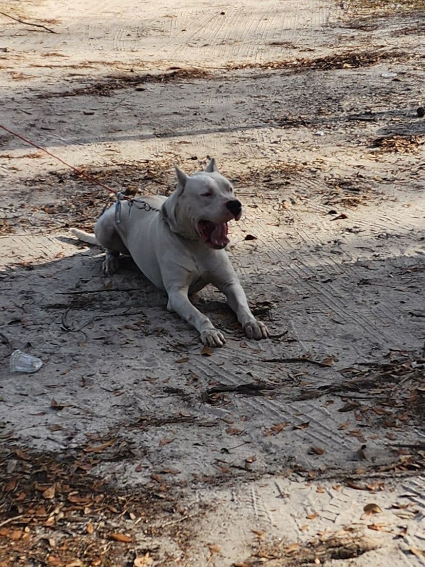 Dogo Argentino Puppies breeder image 5