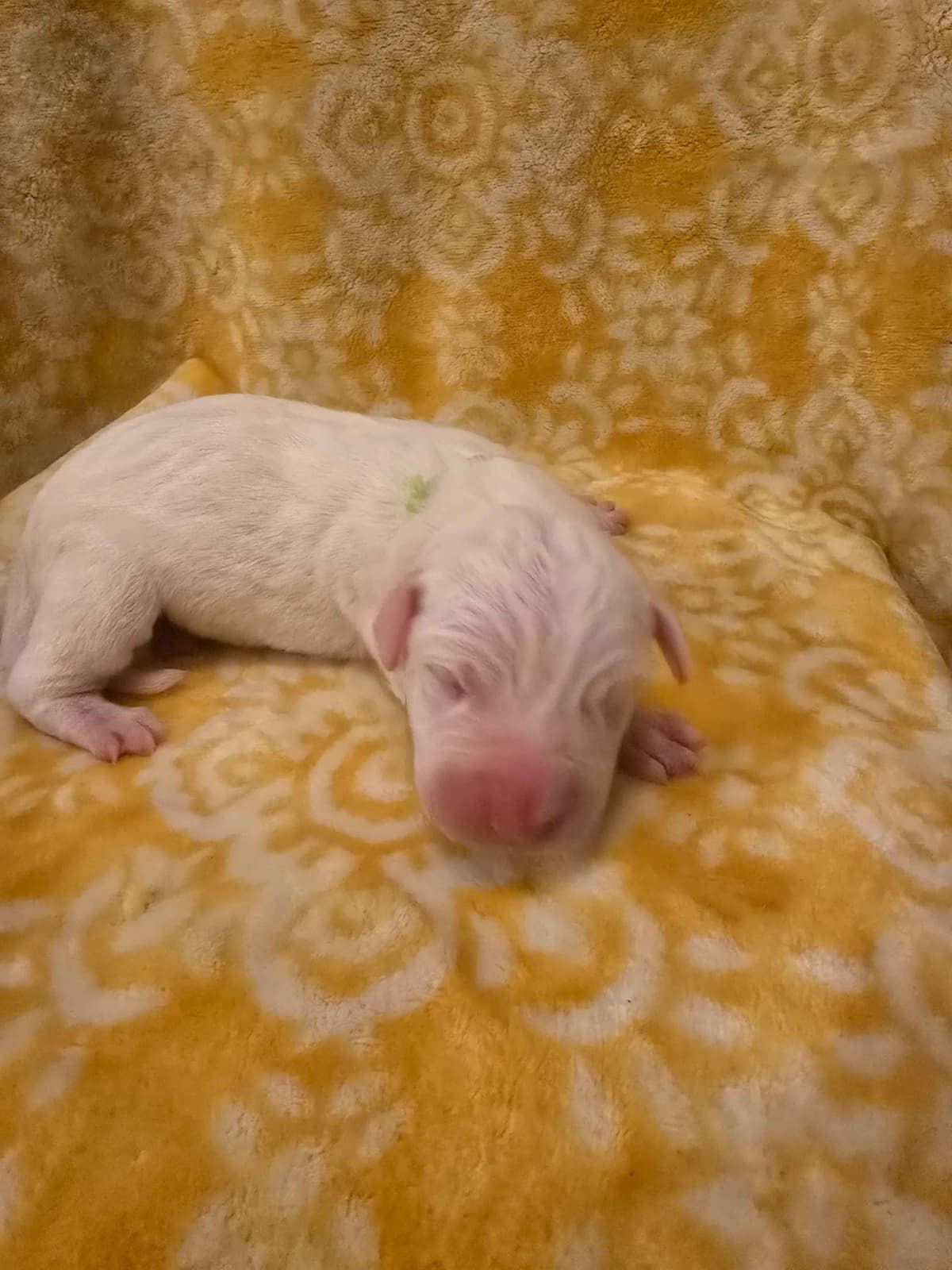 Dogo Argentino Puppies breeder image 6