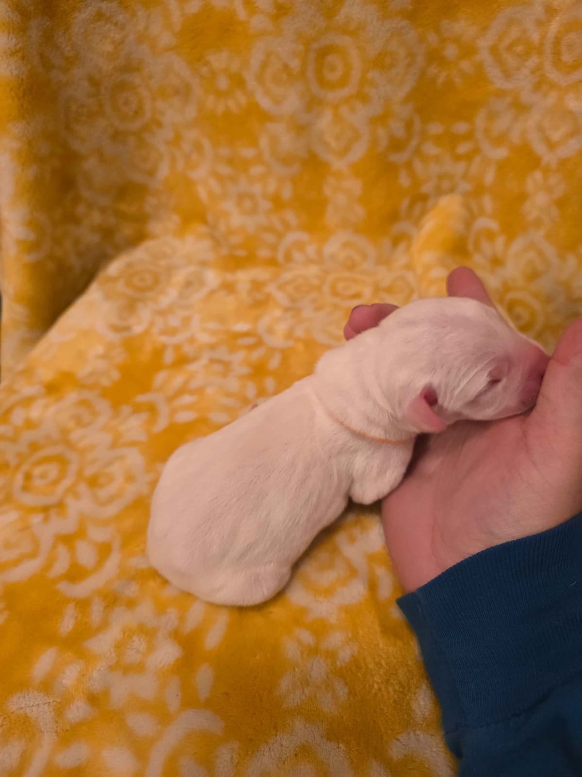 Dogo Argentino Puppies breeder image 7