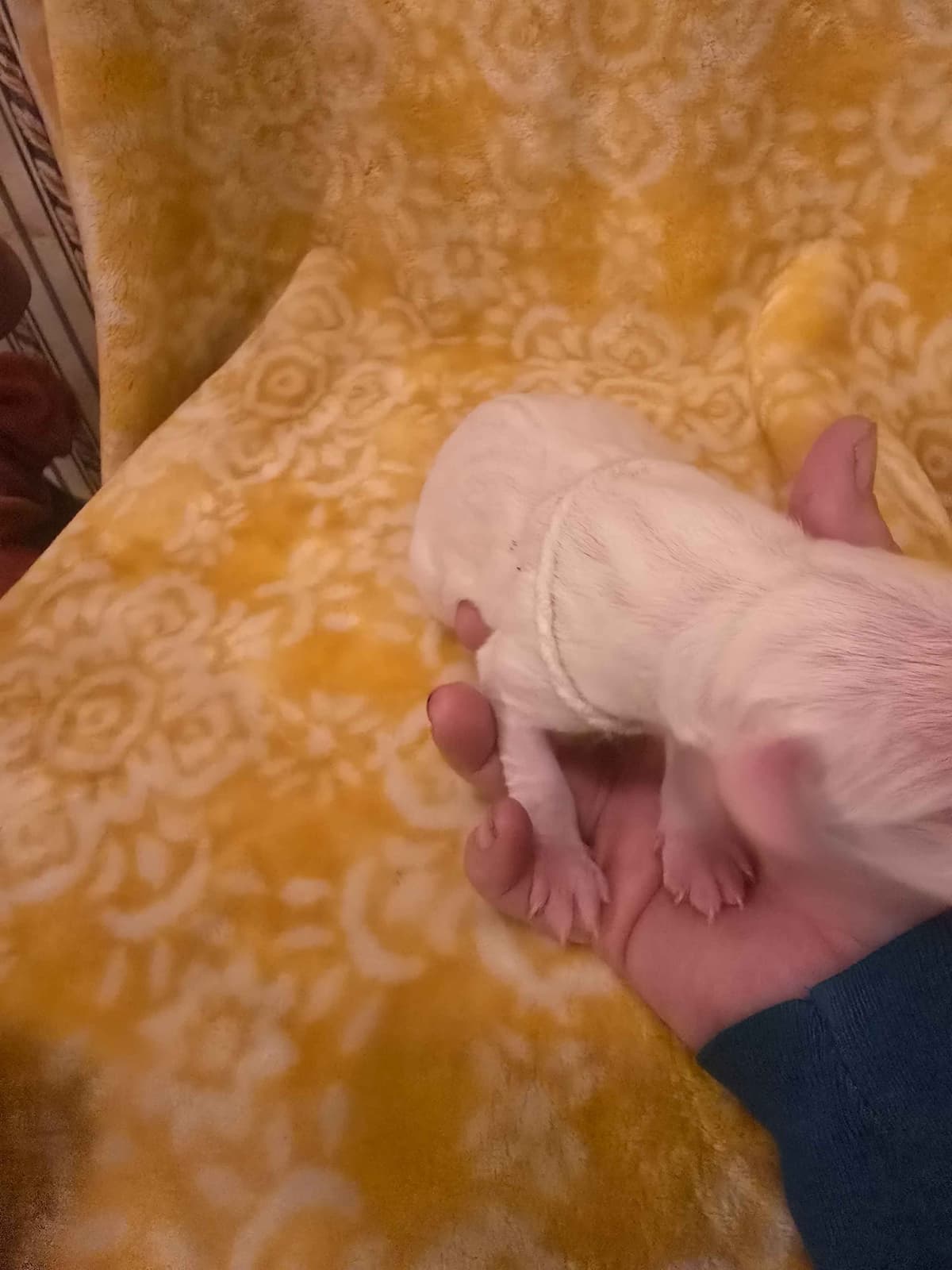 Dogo Argentino Puppies breeder image 15