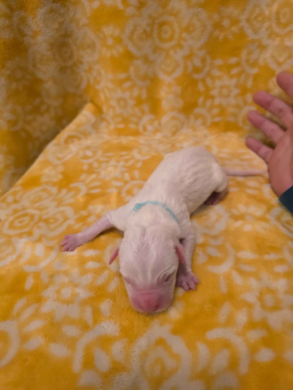 Dogo Argentino Puppies breeder image 10