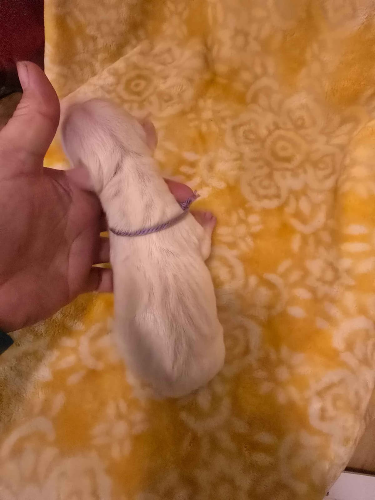 Dogo Argentino Puppies breeder image 16