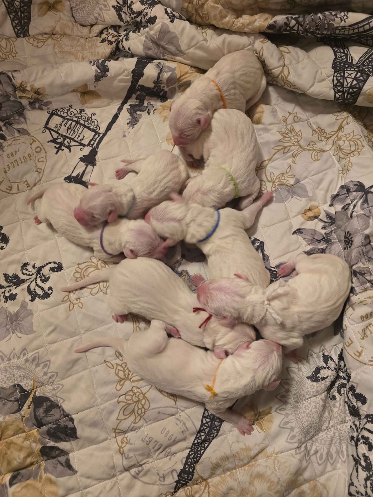 Dogo Argentino Puppies breeder image 8