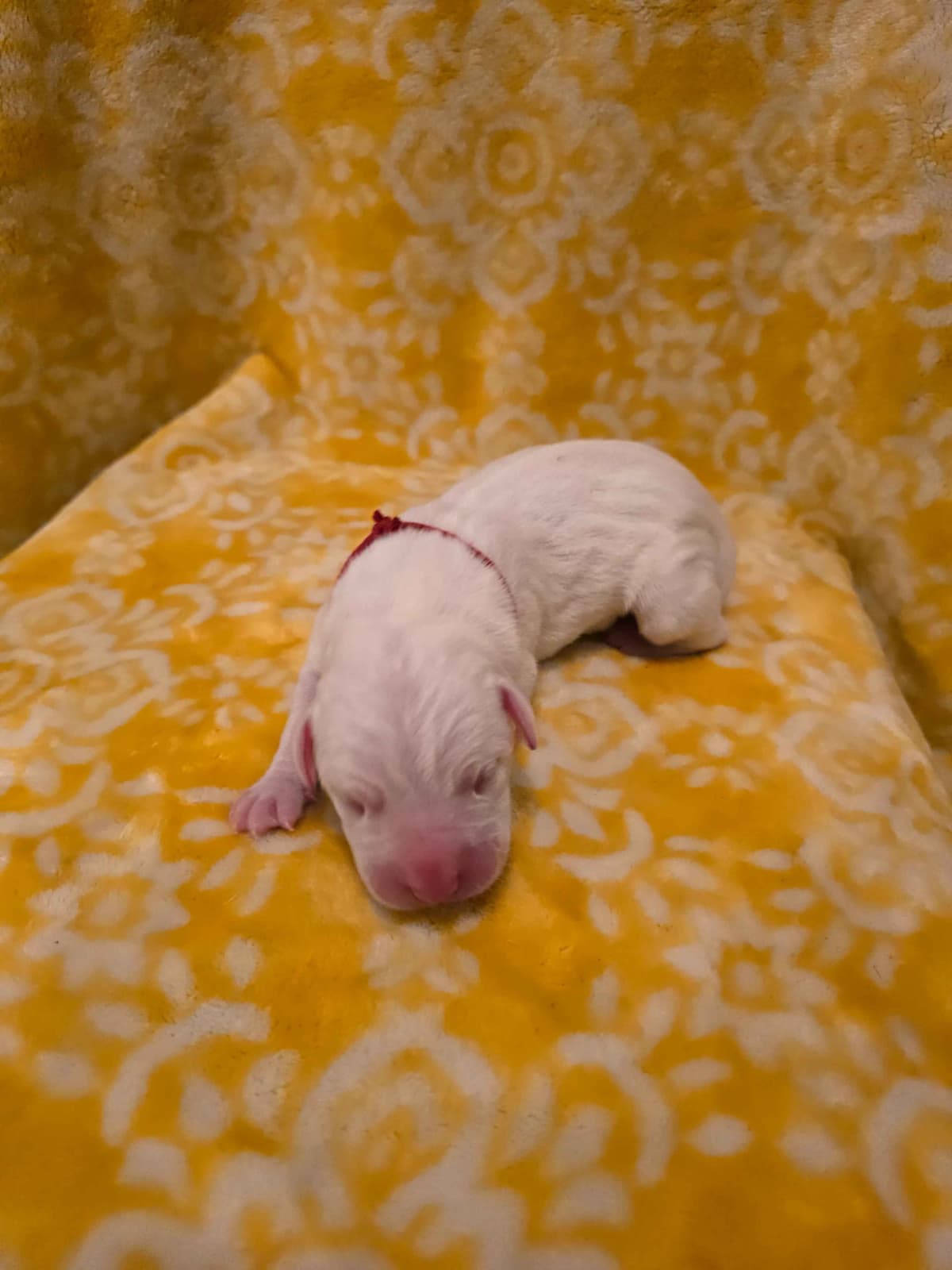 Dogo Argentino Puppies breeder image 13