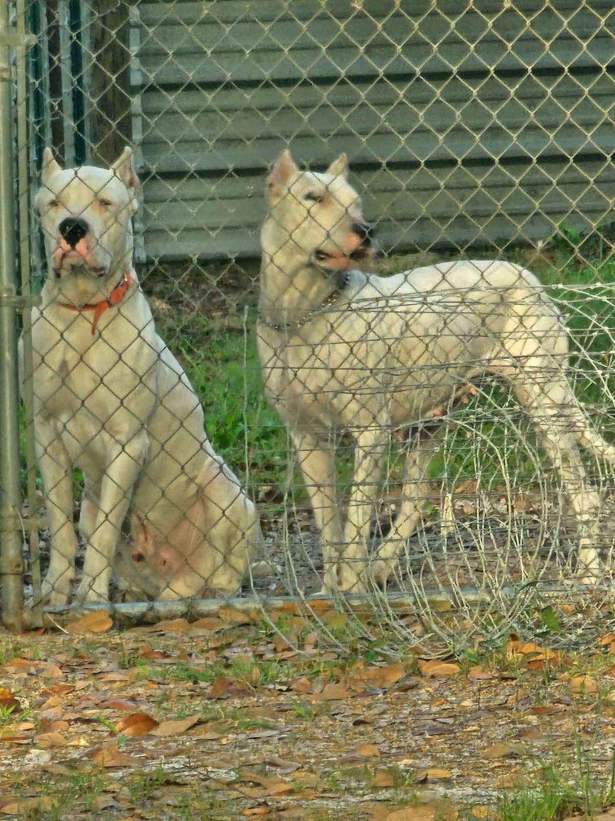 Dogo Argentino Puppies breeder image 14