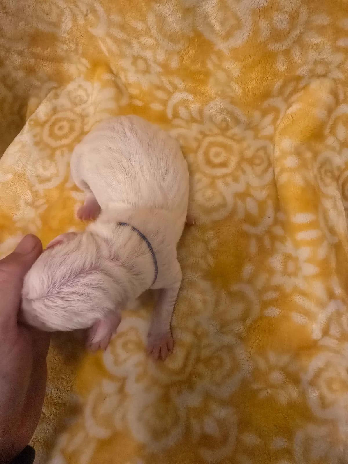 Dogo Argentino Puppies breeder image 11