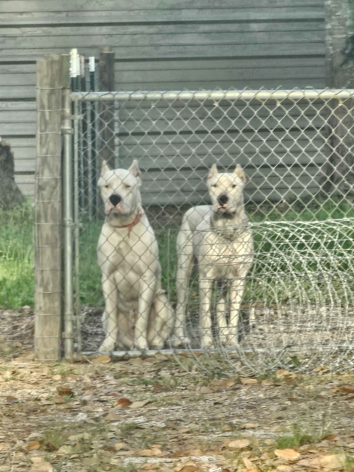 Dogo Argentino Puppies breeder image 9