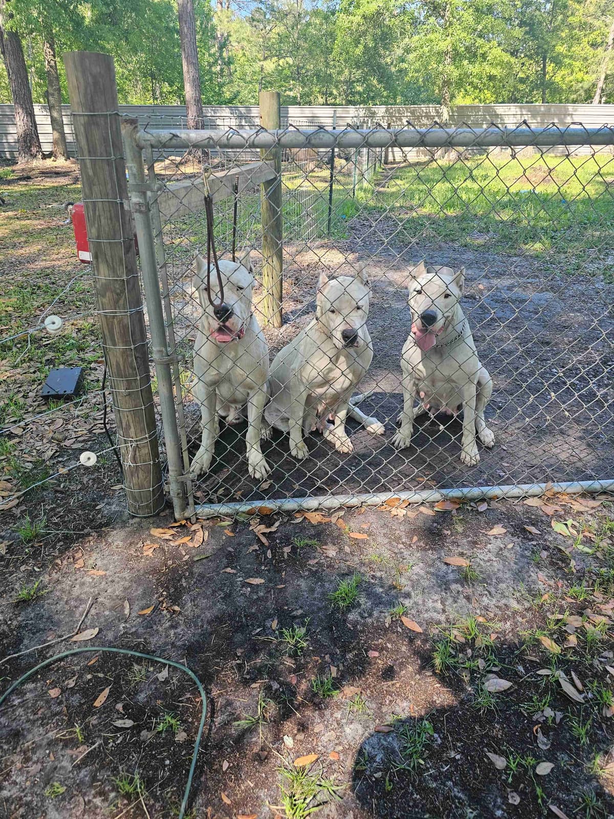 Dogo Argentino Puppies breeder image 17