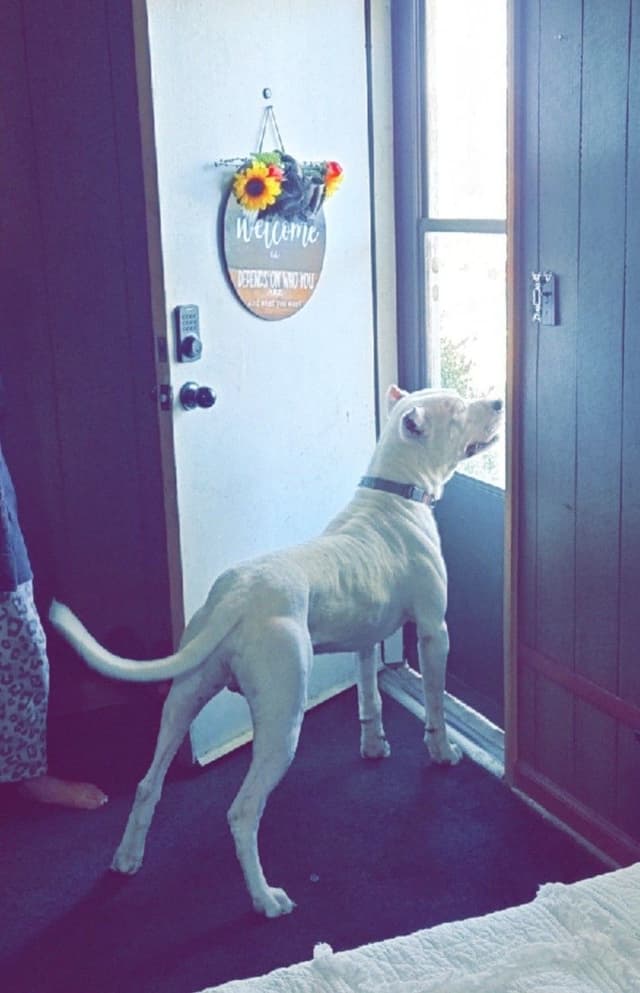 Dogo Argentino Puppies media 2