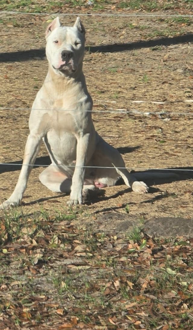 Dogo Argentino Puppies media 3
