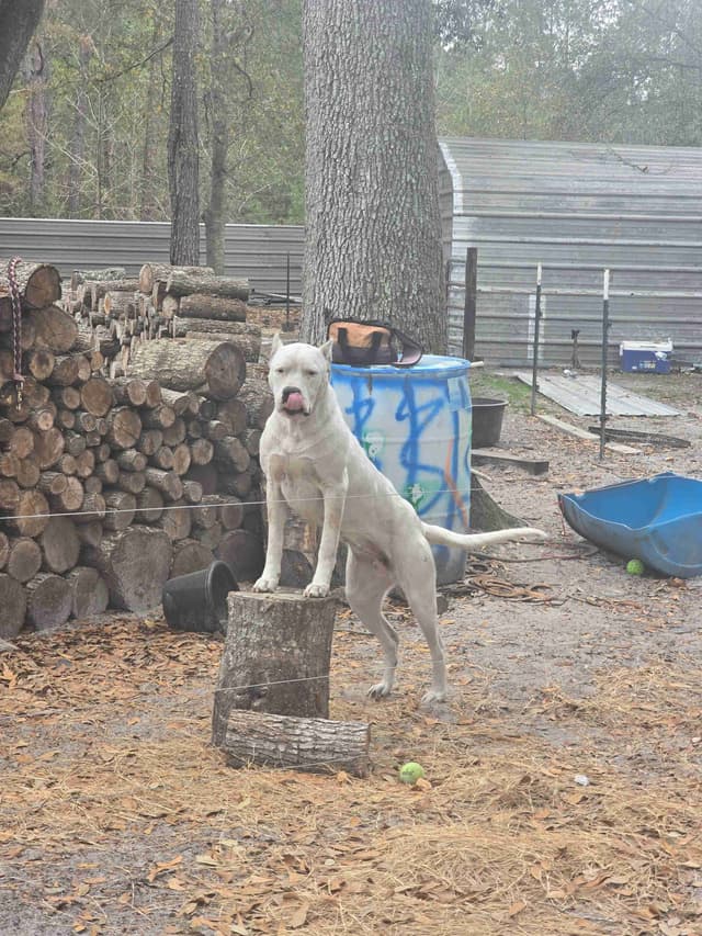 Dogo Argentino Puppies media 4