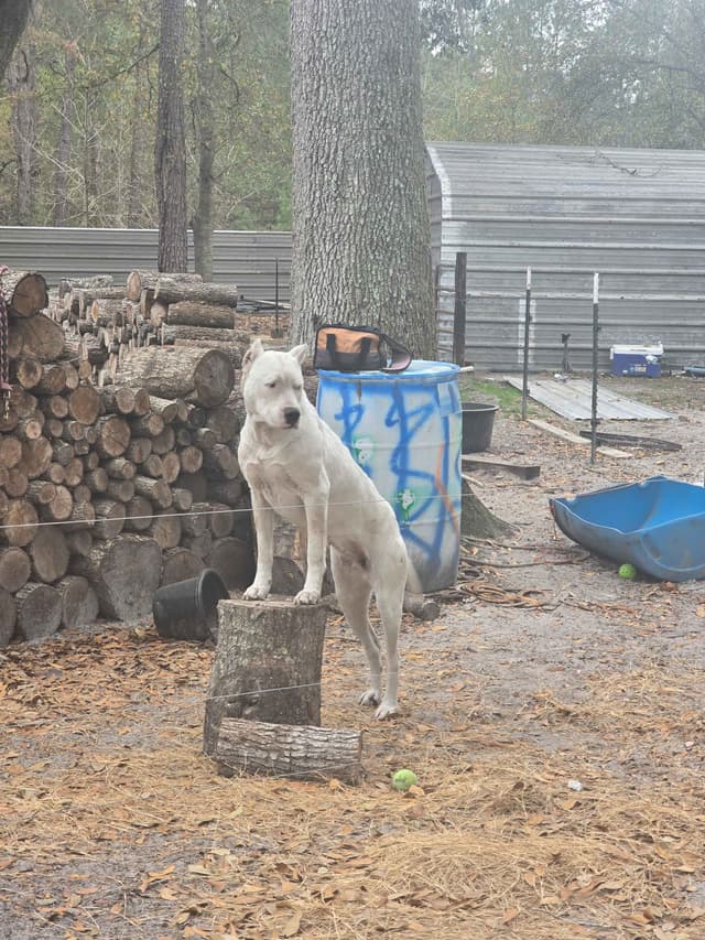 Dogo Argentino Puppies media 7