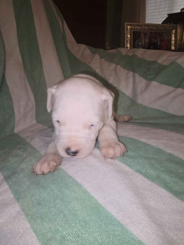 Dogo Argentino Puppies media 9