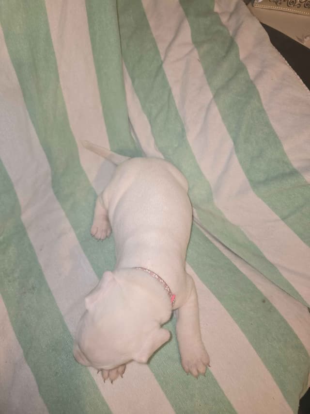 Dogo Argentino Puppies media 10