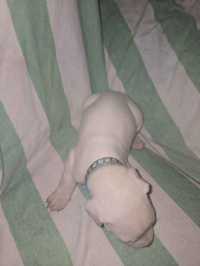 Dogo Argentino Puppies media 11
