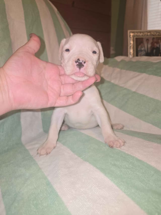 Dogo Argentino Puppies media 12