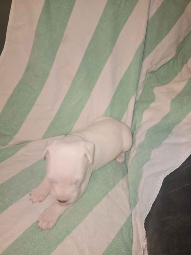 Dogo Argentino Puppies media 13