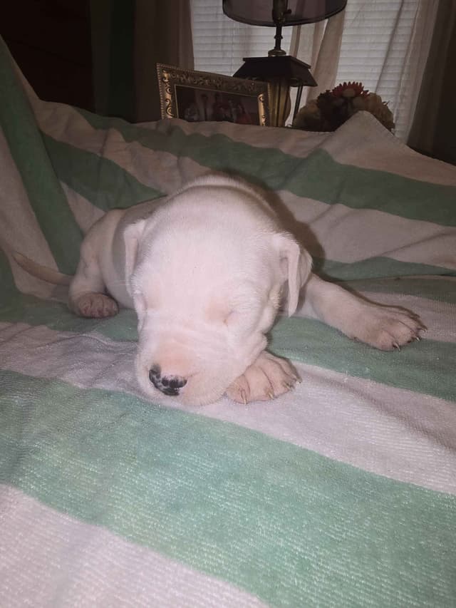 Dogo Argentino Puppies media 14