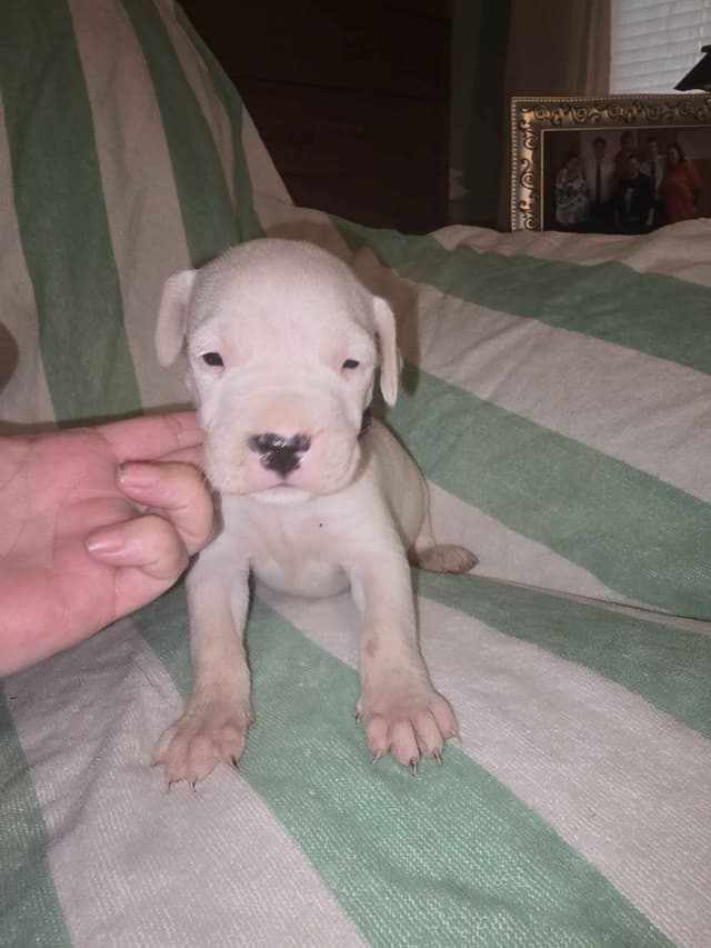 Dogo Argentino Puppies media 15