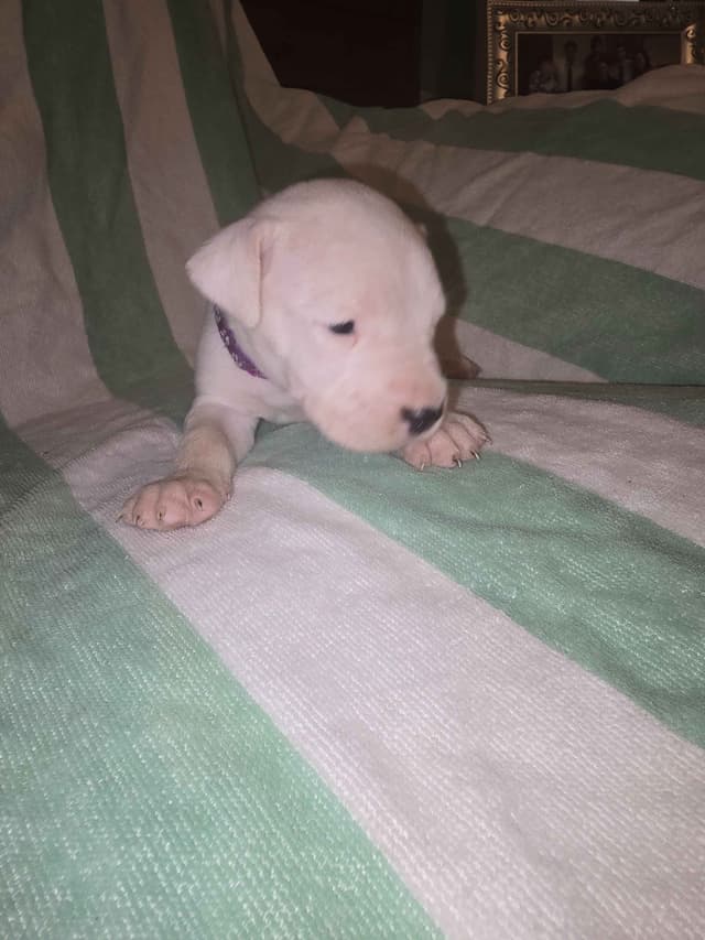Dogo Argentino Puppies media 16
