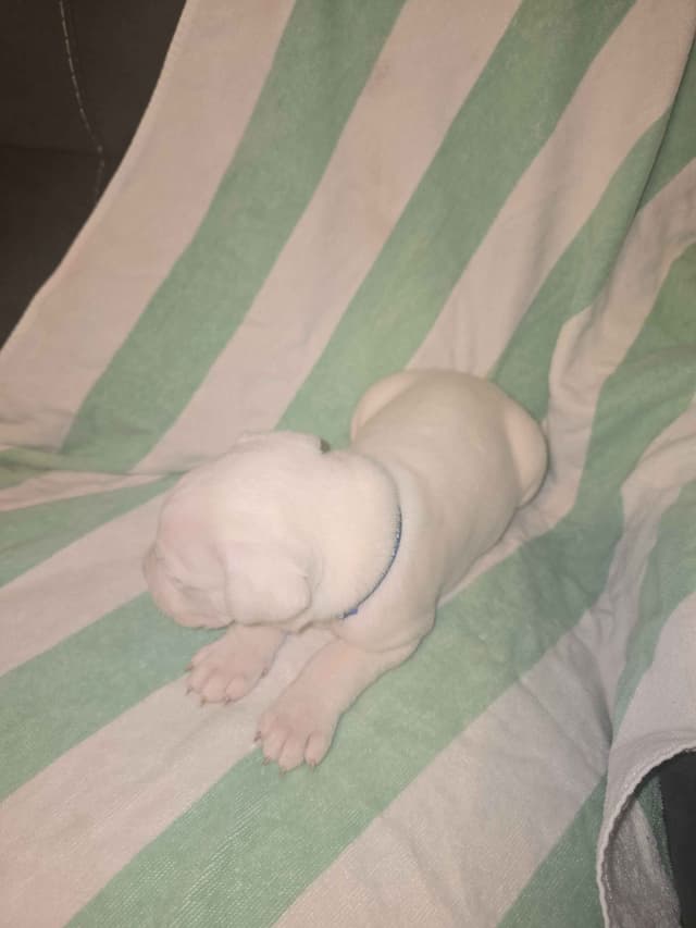 Dogo Argentino Puppies media 17
