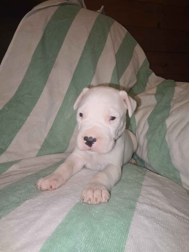 Dogo Argentino Puppies media 18