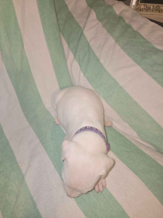 Dogo Argentino Puppies media 19