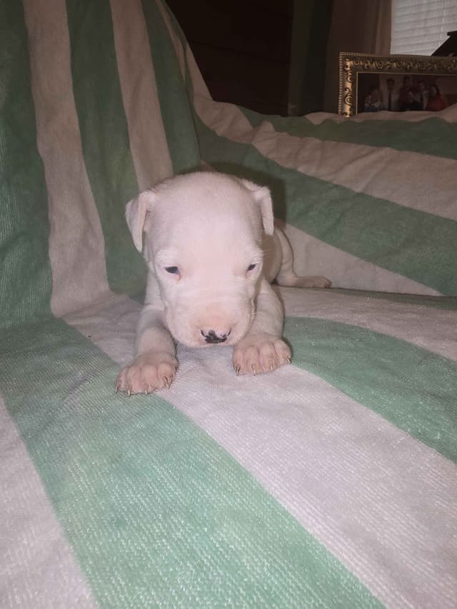 Dogo Argentino Puppies media 20