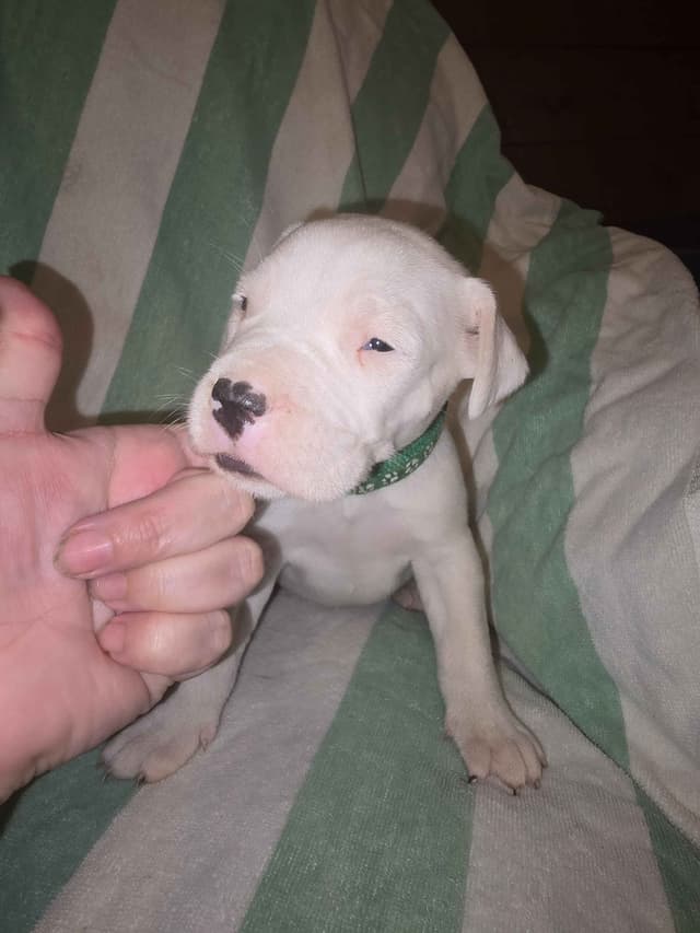 Dogo Argentino Puppies media 21