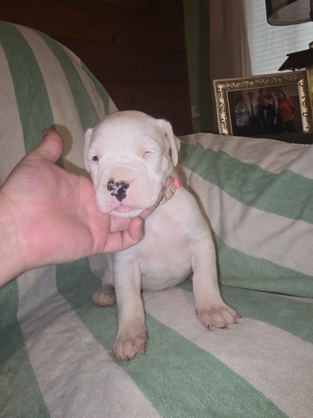 Dogo Argentino Puppies media 22