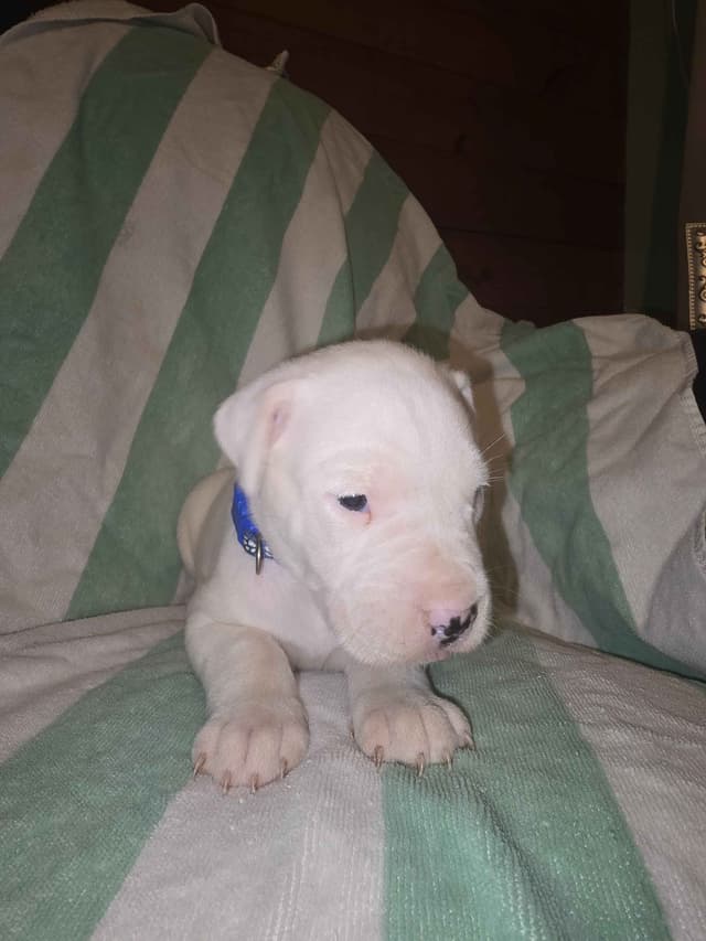 Dogo Argentino Puppies media 23
