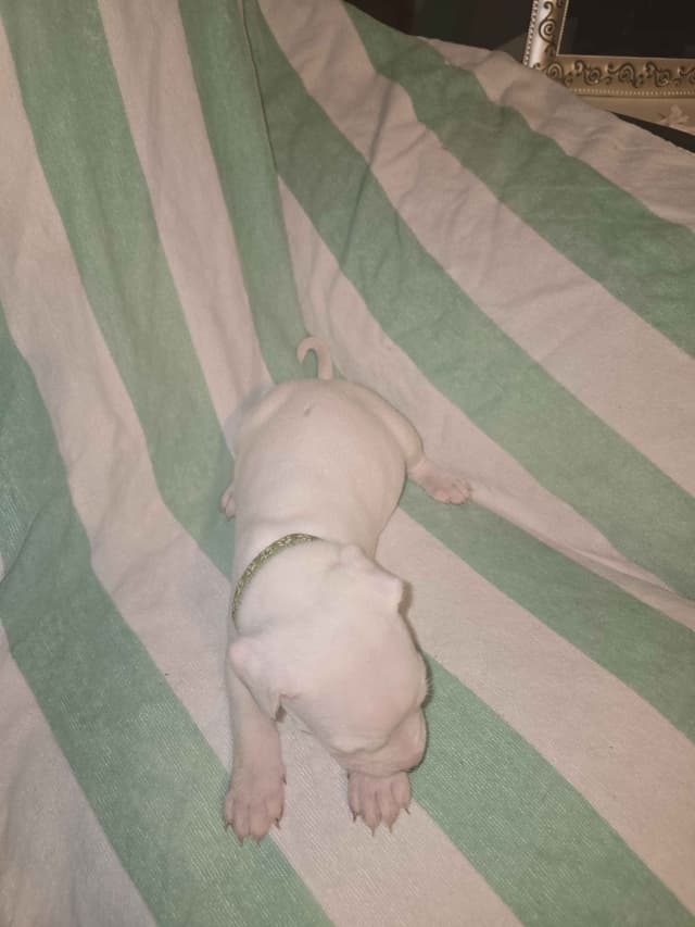Dogo Argentino Puppies media 25